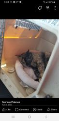Lost Female Cat last seen 17th and Milwaukee , South Milwaukee, WI 53172