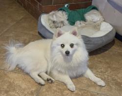 Lost Male Dog last seen 6th and Ajo, South Tucson, AZ 85713