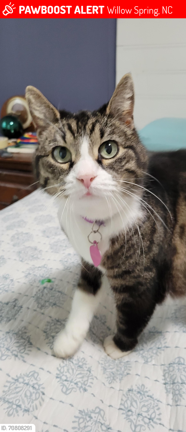 Lost Female Cat last seen Near silver spring ct. Willow Spring, nc, Willow Spring, NC 27592