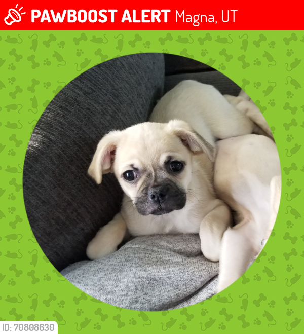 Lost Female Dog last seen  Lake Ridge Elementary School, Magna, UT 84044