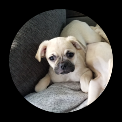 Lost Female Dog last seen  Lake Ridge Elementary School, Magna, UT 84044