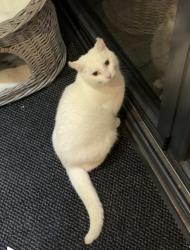 Reunited Male Cat last seen Near Green lane , West Midlands, England CV3 6EL
