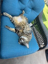 Lost Male Cat last seen Dianna Drive and Aletha, Daytona Beach, FL 32114