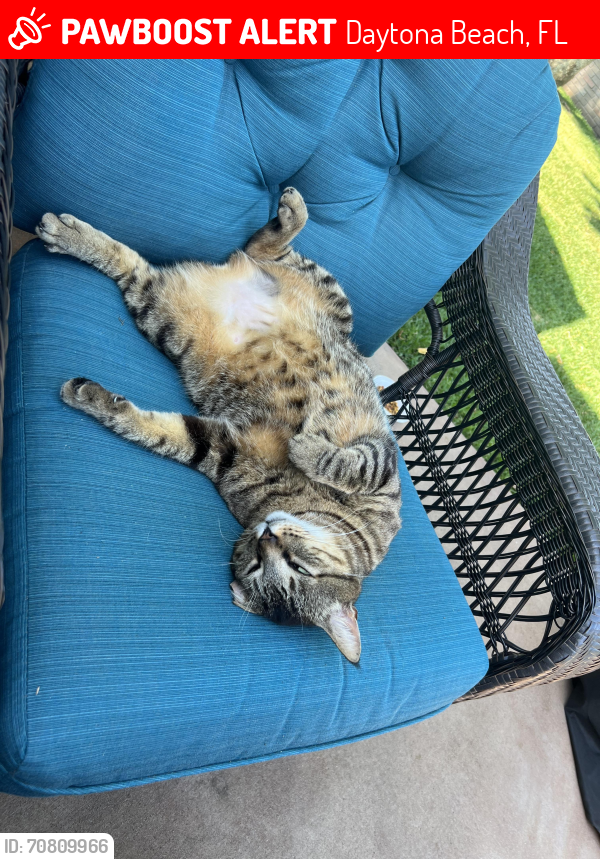 Lost Male Cat last seen Dianna Drive and Aletha, Daytona Beach, FL 32114