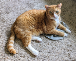 Lost Male Cat last seen Between Little Chiques and Borough Parks, Mount Joy, PA 17552
