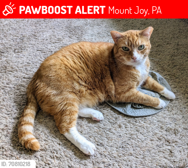 Lost Male Cat last seen Between Little Chiques and Borough Parks, Mount Joy, PA 17552