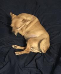 Lost Male Dog last seen Valley Circle and Oscar Thornton, Washington, GA 30673