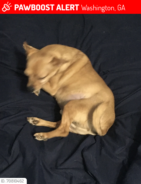 Lost Male Dog last seen Valley Circle and Oscar Thornton, Washington, GA 30673