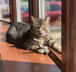 Lost Male Cat last seen York and Sprague, Parma, OH 44130
