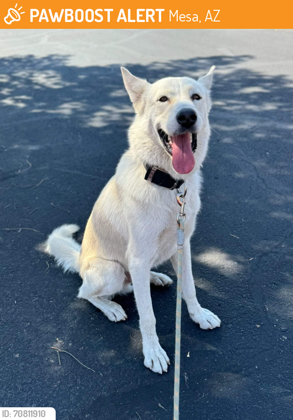 Found/Stray Male Dog last seen Lindsay rd and Broadway, Mesa, AZ 85204