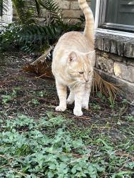 Reunited Male Cat last seen HWY 6 & Westheimer , Houston, TX 77077