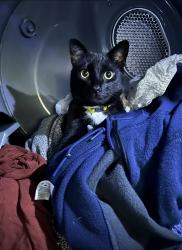 Lost Male Cat last seen Redland , San Antonio, TX 78259