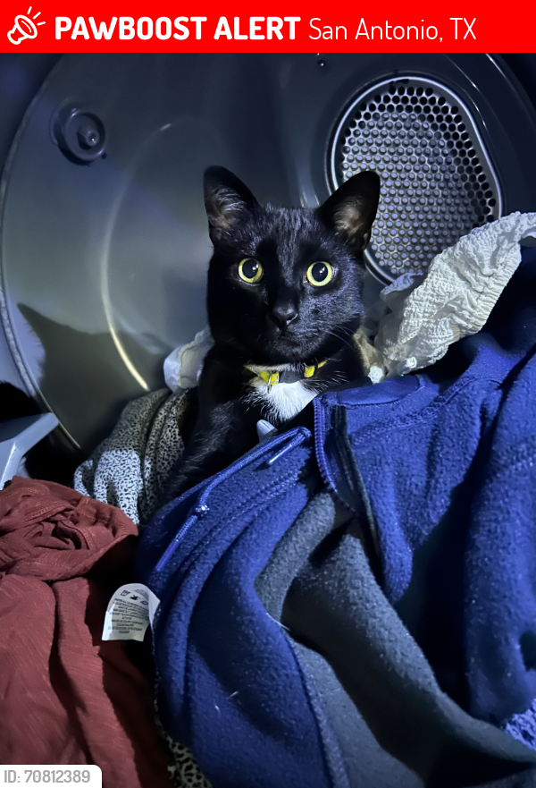 Lost Male Cat last seen Redland , San Antonio, TX 78259