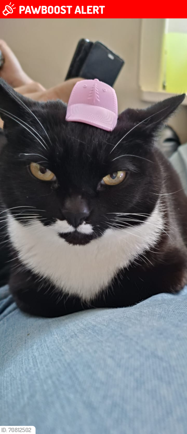 Lost Female Cat last seen St johns church, West Yorkshire, England BD4 7JB