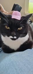 Lost Female Cat last seen St johns church, West Yorkshire, England BD4 7JB