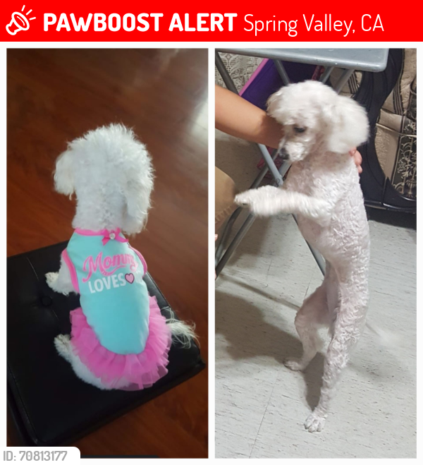 Lost Female Dog last seen Terrace Estates- Sweetwater , Spring Valley, CA 91977