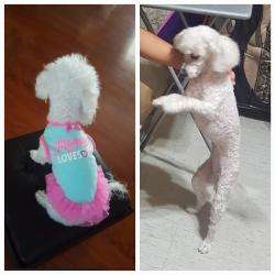Lost Female Dog last seen Terrace Estates- Sweetwater , Spring Valley, CA 91977