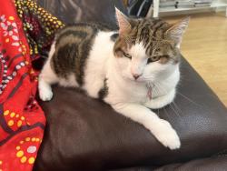 Lost Female Cat last seen Near Joy Haven Dr Sebastian FL 32958, Sebastian, FL 32958