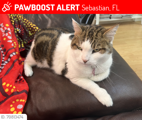 Lost Female Cat last seen Near Joy Haven Dr Sebastian FL 32958, Sebastian, FL 32958
