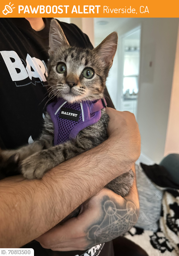 Riverside, CA Stray Female Cat Found Near Columbia Ave and Orange ...