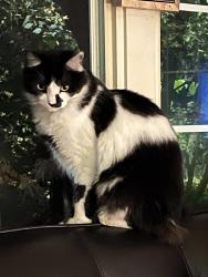Lost Female Cat last seen Arroyo Drive & Potrero Grande South San Gabriel, Rosemead, CA 91770