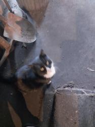 Lost Male Cat last seen Bottom road and cambria fuel east road, Davidsville, PA 15928