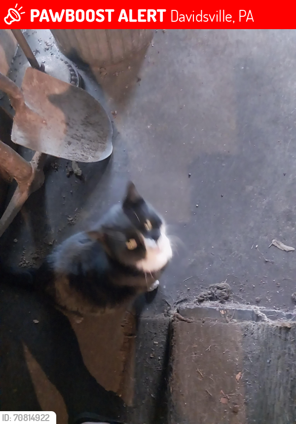 Lost Male Cat last seen Bottom road and cambria fuel east road, Davidsville, PA 15928