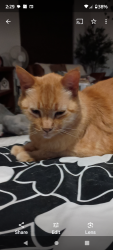 Lost Male Cat last seen Just past the Sycuan Casino, El Cajon, CA 92019