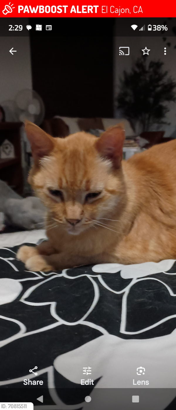 Lost Male Cat last seen Just past the Sycuan Casino, El Cajon, CA 92019