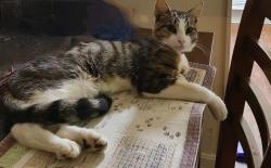 Lost Male Cat last seen Broadview drive , Lexington, KY 40505