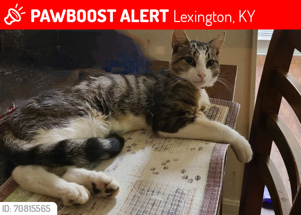 Lost Male Cat last seen Broadview drive , Lexington, KY 40505