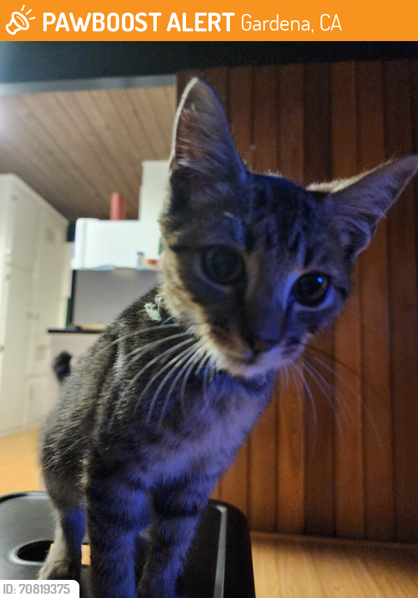 Rehomed Male Cat in Gardena, CA 90247 (ID 70819375) PawBoost