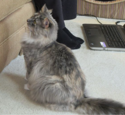 Lost Female Cat last seen N. Buckingham at Mossfield Ct, Prestbury, Sugar Grove, IL 60554