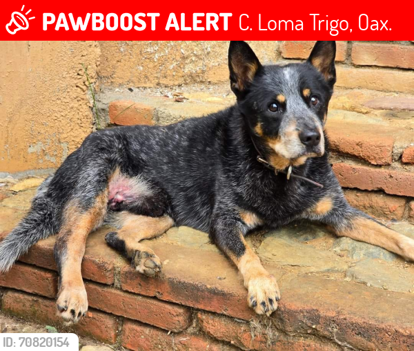 Lost Male Dog last seen Libramiento San Felipe, C. Loma Trigo, Oax. 68280
