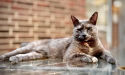 Lost Female Cat last seen Custer & Legacy, Plano, TX 75025