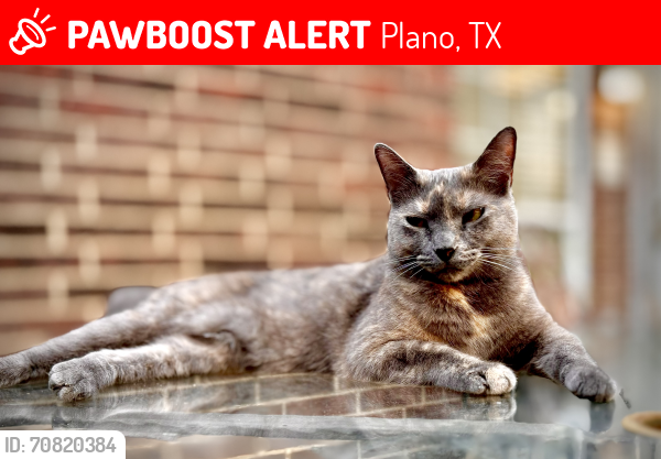Lost Female Cat last seen Custer & Legacy, Plano, TX 75025
