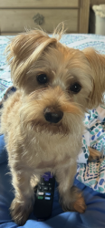 Lost Male Dog last seen Warsaw are Glenway Avenue also was spotted on McPherson Avenue, Cincinnati, OH 45205
