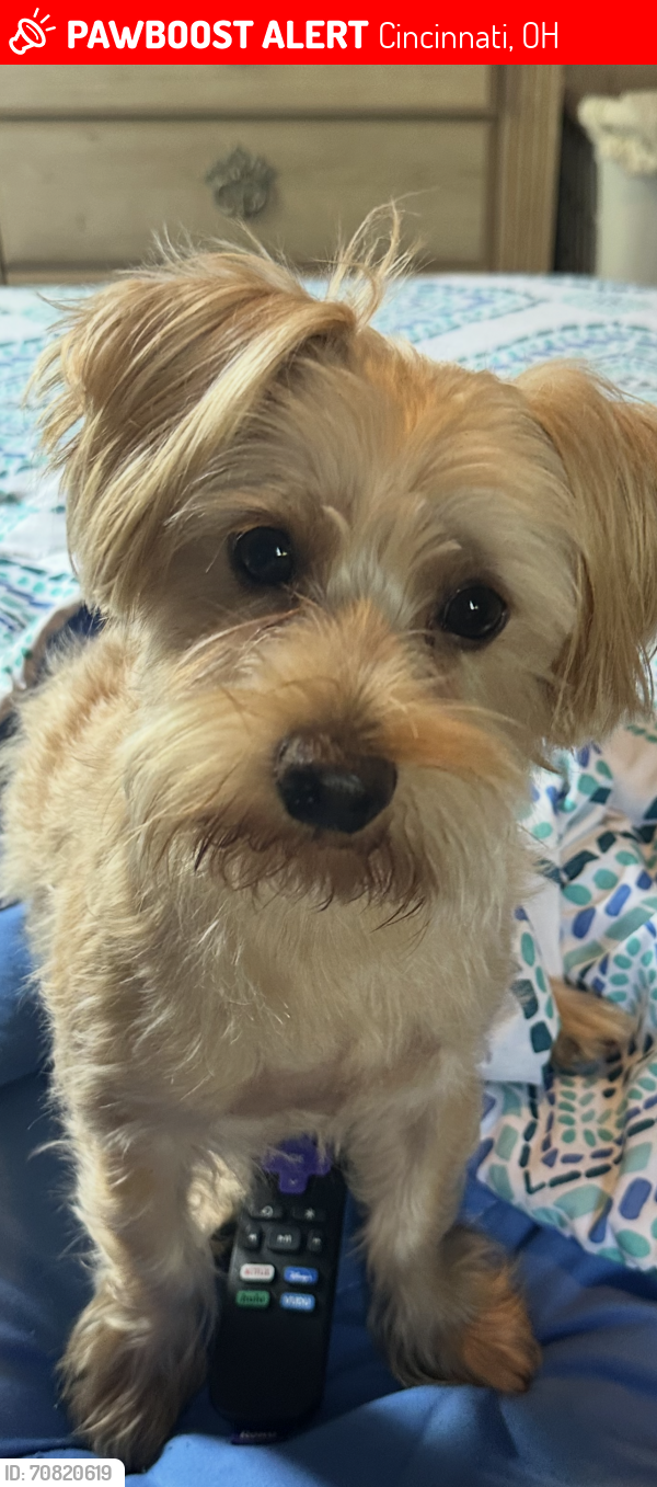 Lost Male Dog last seen Warsaw are Glenway Avenue also was spotted on McPherson Avenue, Cincinnati, OH 45205