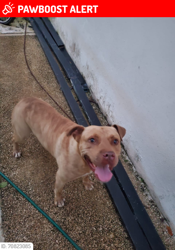 Lost Male Dog last seen Parque San Diego Cutz Yucatán /Merida , San Diego Cutz Dos, Yuc. 