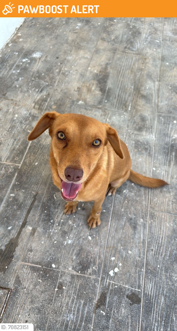 Found/Stray Female Dog last seen Parque San Diego Cutz , San Diego Cutz Dos, Yuc. 