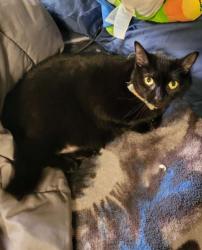 Lost Female Cat last seen Near 5th St NE, Hickory, NC 28601