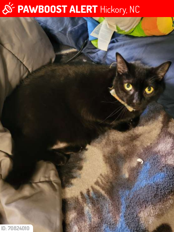 Lost Female Cat last seen Near 5th St NE, Hickory, NC 28601
