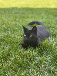 Lost Male Cat last seen Rts 100 or 107?, Stockbridge, VT 05772