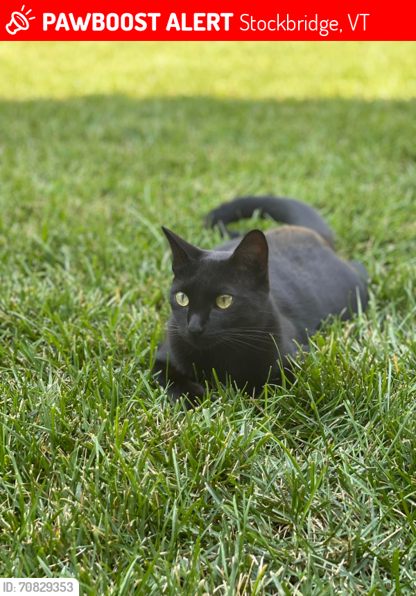Lost Male Cat last seen Rts 100 or 107?, Stockbridge, VT 05772