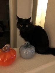 Lost Female Cat last seen Near Kinglet Drive, Spanish Springs, NV 89441