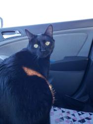 Lost Male Cat last seen Playa Court and Dripping Springs Road, Sherman, TX 75090
