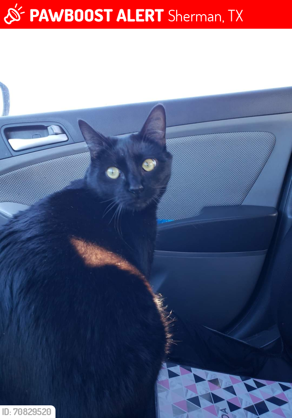 Lost Male Cat last seen Playa Court and Dripping Springs Road, Sherman, TX 75090