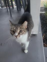 Lost Female Cat last seen Sonora st. , Corpus Christi, TX 78404