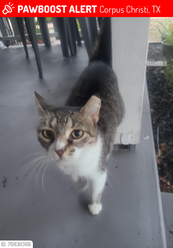 Lost Female Cat last seen Sonora st. , Corpus Christi, TX 78404