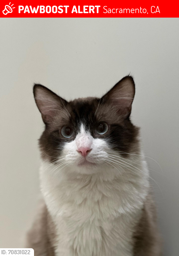 Lost Male Cat last seen PST and 22nd St, Sacramento, CA 95816